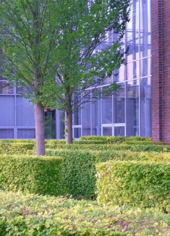 EDZ Elmshorn -  Staggered Acer campestre hedges